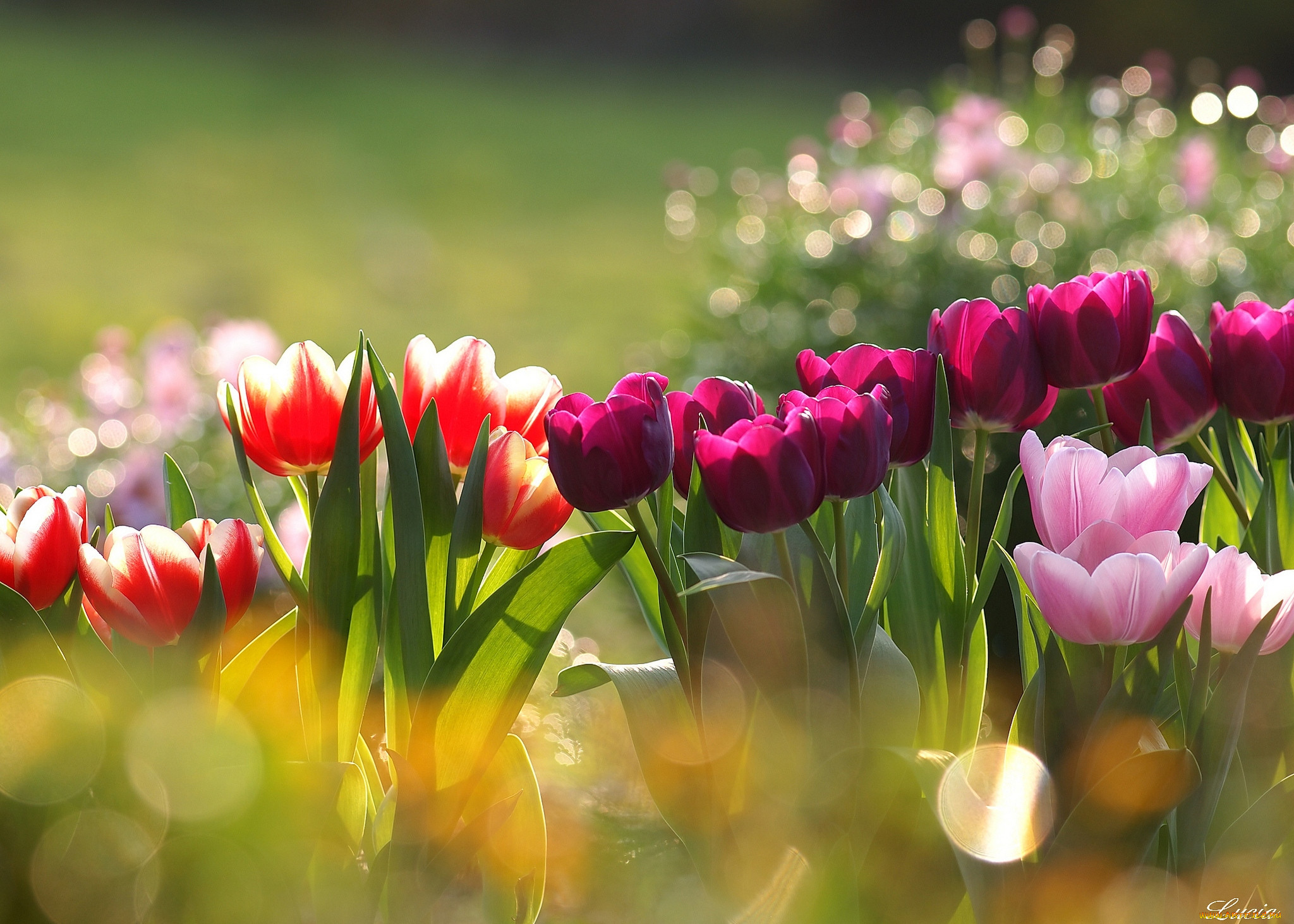 Весенние тюльпаны картинки красивые. Цветы тюльпаны. Красивые тюльпаны. Весенние цветы тюльпаны.